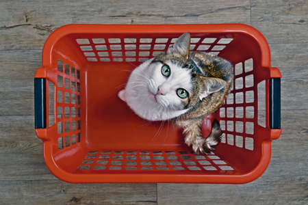 Cute tabby cat sitting in a red laundry basket and looking curious to the camera, seen directly from above.の写真素材