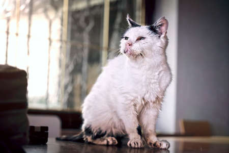 Blind, old, stray cat finding a new home.の写真素材