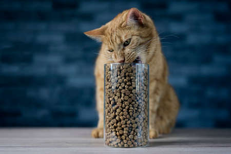 Cute ginger cat eating dry cat food in storage jar. Horizontal image with selective focus.の写真素材