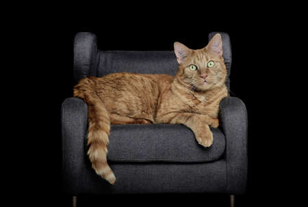 Cute ginger cat sitting on armchair and looking at camera. Isolated on black backgroundの写真素材