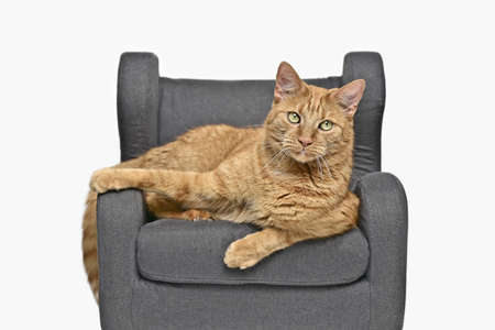 Cute ginger cat lying on armchair and looking at camera. Isolated on white background.の写真素材