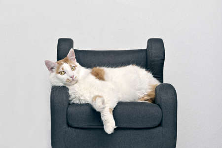 Cute longhair cat relaxing on an armchair and looking funny at camera.の写真素材
