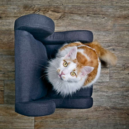 Longhair cat sitting on armchair and looking curious up to the camera. High angle view with selective focus.の写真素材