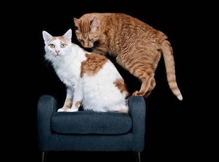 Two tabby cats sitting on armchair. Isolated on black backgroundの写真素材