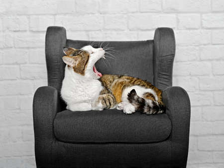 Funny tabby cat lies sleepy in a gray armchair and yawns.の写真素材