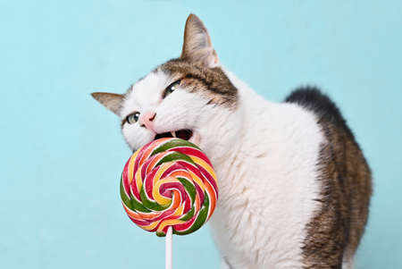 Tabby cat eating a colorful lollipop on green background. Horizontal image with copy space.の写真素材
