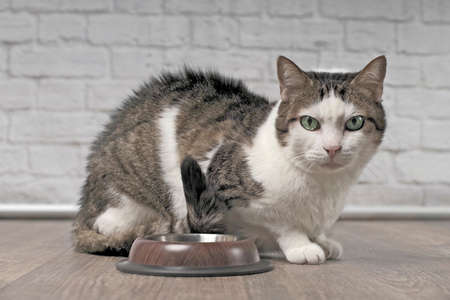 Cute tabby cat beside an emty food bowl looking straight to the camera and waiting for food.の写真素材