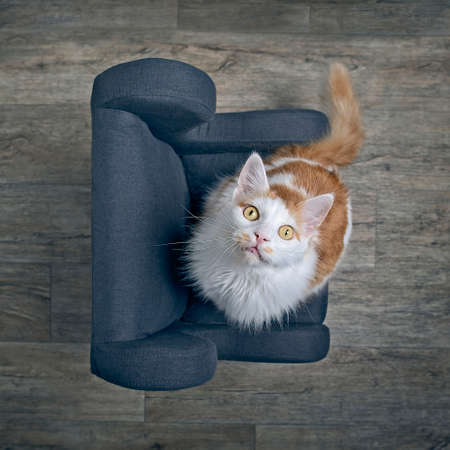 Funny cat sitting on armchair and looking curious up to the camera. High angle view with selective focus.の写真素材
