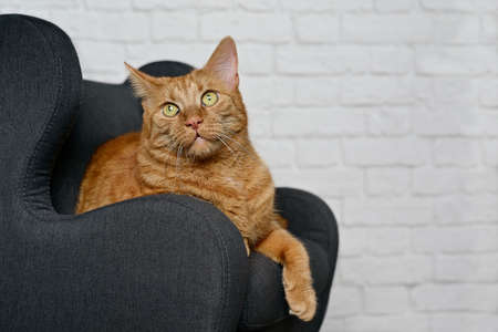 Cute red cat relaxing on an armchair and looking away .. Horizontal image with selective focus.の写真素材