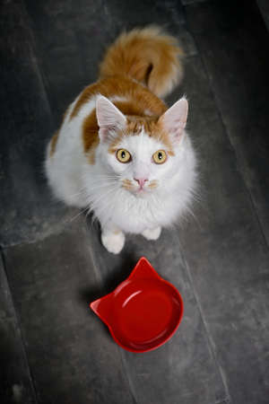 Cute longhair cat sitting next to an emty food dish and looking funny up at camera.の写真素材