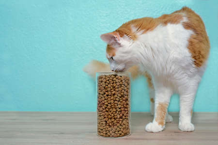 Longhair cat looking curious to dry cat food in in storage jar. Side view with copy space.の写真素材