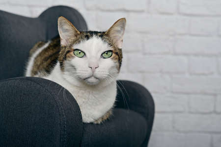 Cute tabby cat relaxing on an armchair and looking at camera. Horizontal image with selective focus.の写真素材