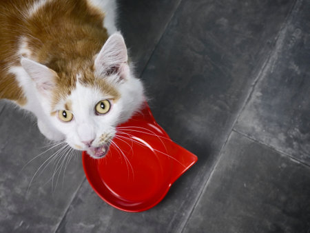 Funny tabby cat next to emty feeding dish looking up at camera and yelling for food.の写真素材
