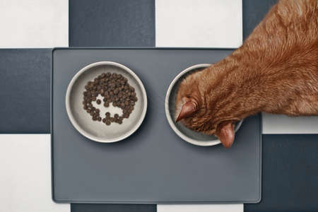 Red cat eating wet food beside a food bowl with dry food, seen directly from above.の写真素材