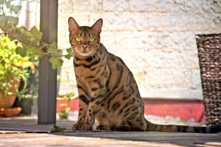 Bengal cat with green eyes sitting in the shadow and looking at camera.