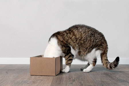 Funny tabby cat stuck his head inside a small cardboard box.の写真素材