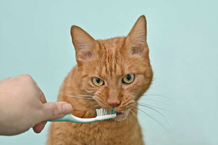 Cute ginger cat getting her teeth brushed by her owner on a turquoise green background.の写真素材
