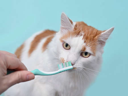 Funny longhair cat getting her teeth brushed by her owner on a turquoise green background.の写真素材