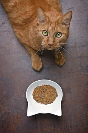 Cute ginger cat next to a feeding dish looking curious above to the camera.の写真素材