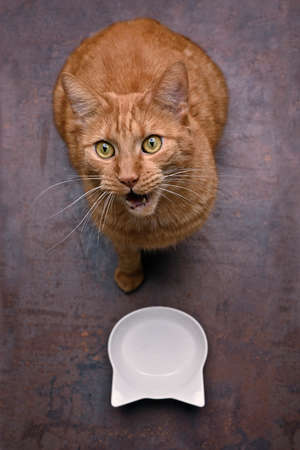 High angle view of cute ginger cat next to feeding dish meowing and looking up to camera.の写真素材