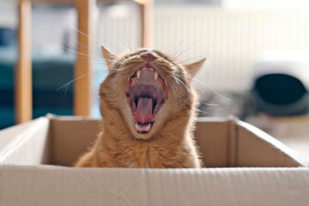 Funny ginger cat in a cardboard box giving a big yawn.の写真素材