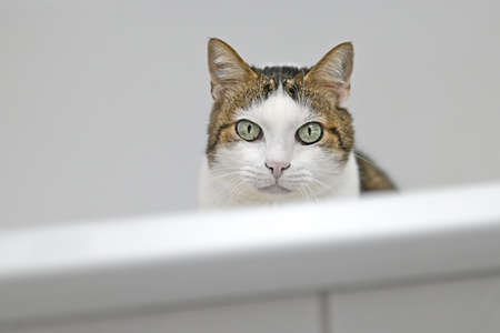 Cute tabby cat peering over the edge of bathtube. Horizontal image with selective focus.の写真素材