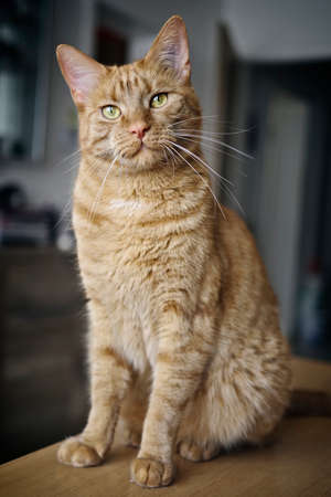 Cute ginger cat sitting on the table and looking curious to the camera.