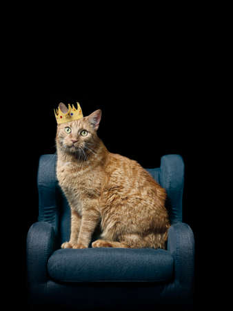Cute ginger cat sitting on armchair and wearing a golden crown, isolated on black background with copy space.の写真素材