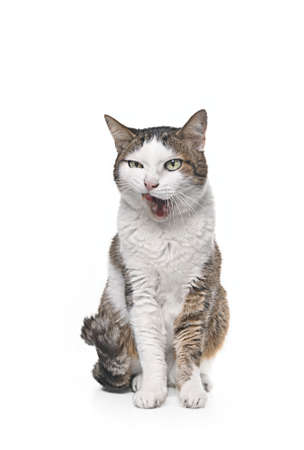 Funny tabby cat sitting and licking his face. Isolated on white background.の写真素材