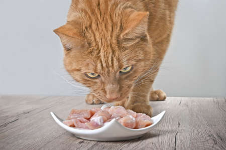 Tabby cat looking curious to plate of fresh meat on the table.の写真素材