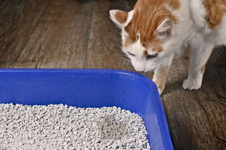 Cute tabby cat looking curious to a gift in the shape of a heart in a tray with filler.の写真素材