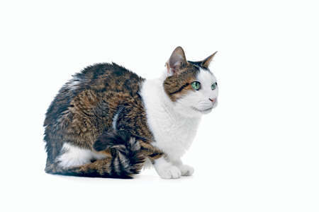 Side view of senior cat sitting and looking away. Isolated on white background.の写真素材