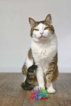 Cute tabby cat sitting next to a toy ball and looking funny at camera.の写真素材