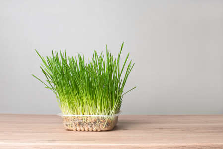 Tray with Wheatgrass for cat health on the table.