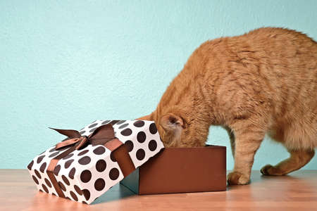 Funny ginger cat looking curious in a open gift box.の写真素材