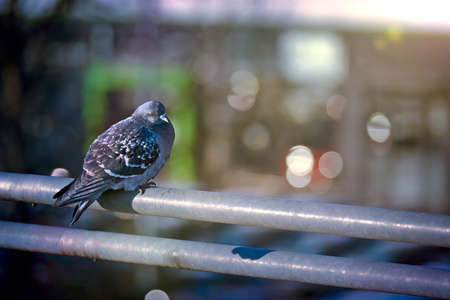 Pigeron sitting against the backdrop of a cityscape.