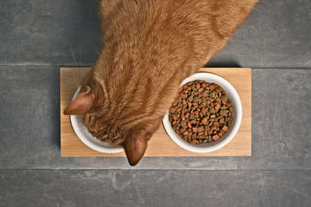 Red cat eating at home from a double food bowl. Lakes directly above.の写真素材