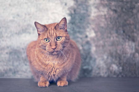Cute ginger cat sitting on the floor and looking curiously away. Horizontal image with copy space.の写真素材