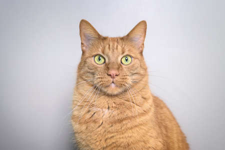 Studio portrait of ginger cat looking straight at the camera.. isolated on gray background.の写真素材