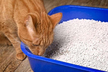 Cute ginger cat looking curious in a tray with filler.の写真素材