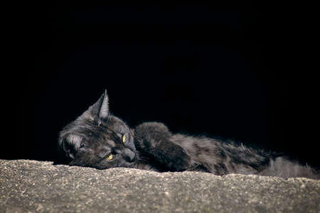 Black cat sunbath on the sidewalk next to a parking car.