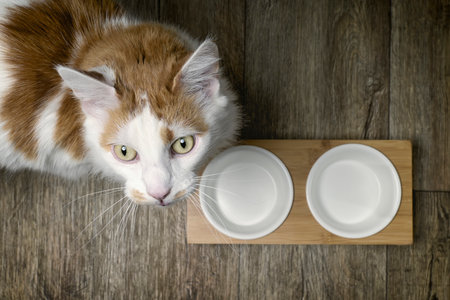 Funny longhair cat next to a double feeding dish looking curious up at the camera and waiting for food.の写真素材