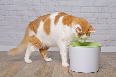 Cute longhair cat drinking water from a pet drinking fountain.の写真素材