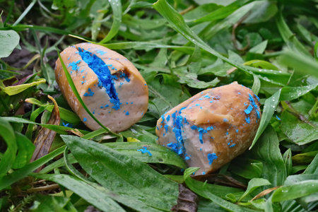 Sausage filled with toxin lying on the meadow.. Poison bait for dogs.の写真素材