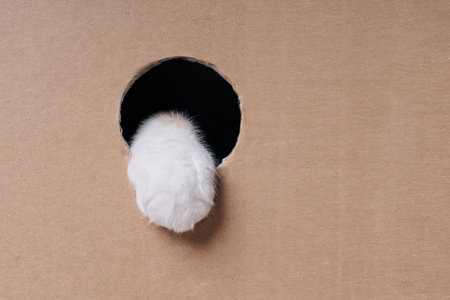 Tabby cat sticks his paw out of a hole in the cardboard box. Horizontal image with copy space.の写真素材