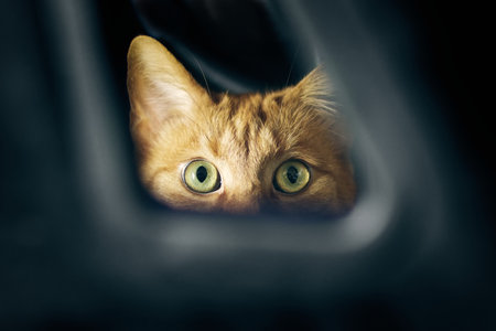 Cute red cat peeking through a hole. Horizontal image with selective focus.の写真素材