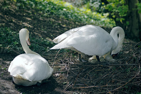 Mute Swan taking care of and breeding the eggs for offspring.の写真素材
