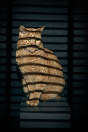 Cute ginger cat looking curious outdoors through the blinds Into the Sunset.の写真素材