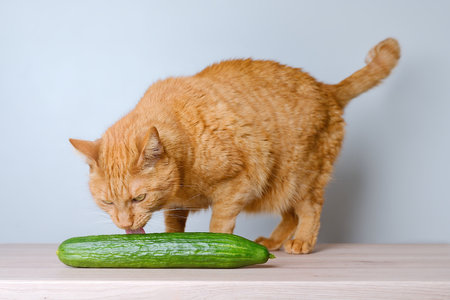 Funny red cat licks at a cucumber on the table.の写真素材