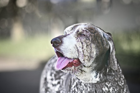Portrait of a nearly blind senior dog. Horizontal image with selective focus.の写真素材